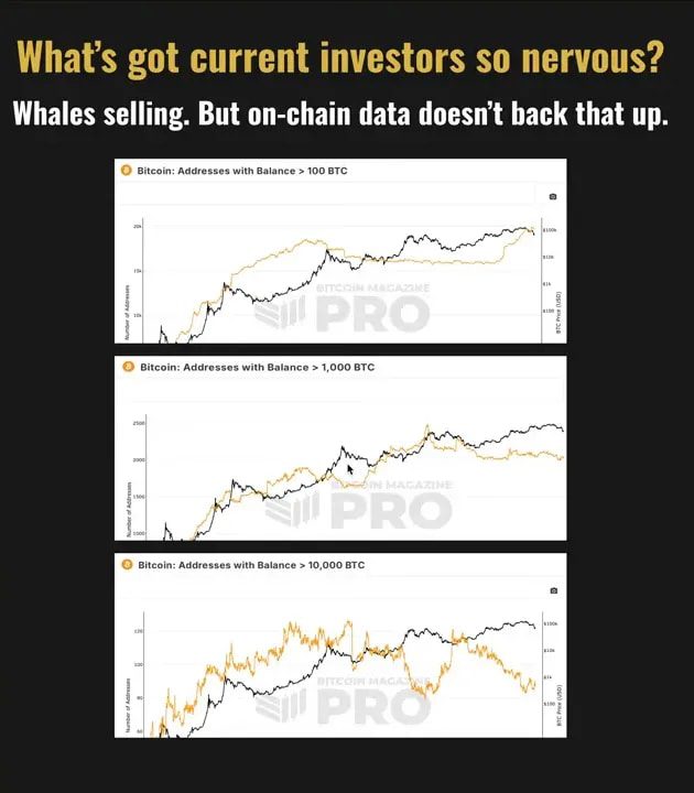 Presenter speaking beside a slide titled 'What's got current investors so nervous?' showing three on‑chain Bitcoin charts (addresses by balance).